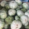 Cà dĩa ( cà bát) 1000g